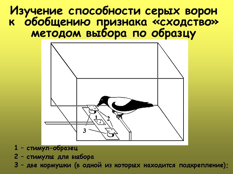 Изучение способности серых ворон к  обобщению признака «сходство» методом выбора по образцу 1